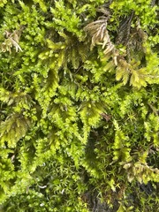 Homalothecium nuttallii