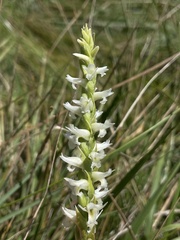 Spiranthes diluvialis