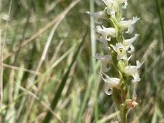 Spiranthes diluvialis