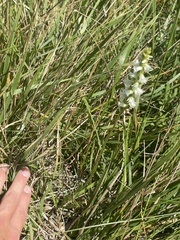 Spiranthes diluvialis