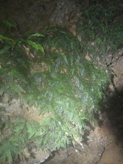 Trichomanes botryoides