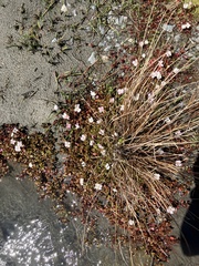 Epilobium macropus