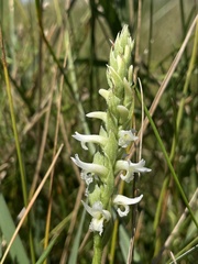 Spiranthes diluvialis