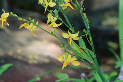 Texas craglily (Echeandia texensis)