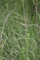 Hesperostipa spartea
