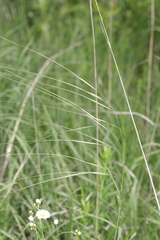 Hesperostipa spartea