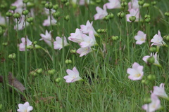 Zephyranthes robusta