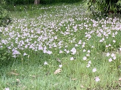 Zephyranthes robusta