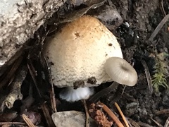 Lepiota magnispora