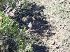 Glaucopsyche lygdamus