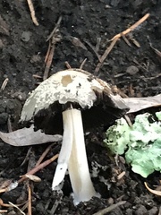 Lepiota magnispora