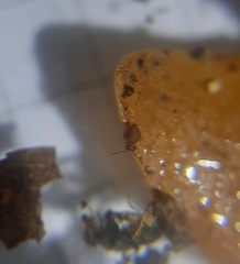 Dicyrtomina ornata
