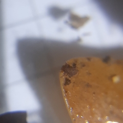Dicyrtomina ornata