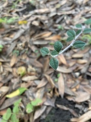 Cotoneaster pannosus