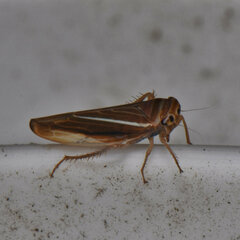 Idiodonus kennicotti