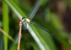 Austroargiolestes aureus