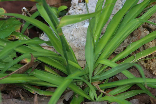 Echeandia texensis, photograph 1