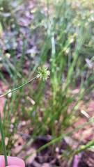 Juncus holoschoenus