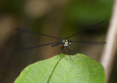 Austroargiolestes aureus