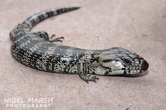 Cyclodomorphus gerrardii