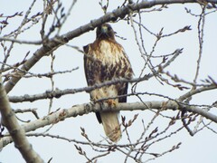 Buteo jamaicensis