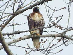 Buteo jamaicensis