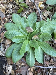 Lactuca virosa