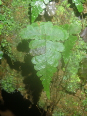 Triplophyllum