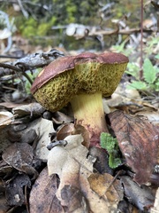 Xerocomellus dryophilus