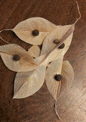 Cardiospermum grandiflorum