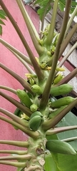 Carica papaya