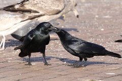 Corvus ossifragus