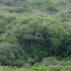 Bursera simaruba
