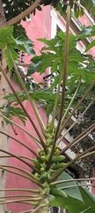 Carica papaya