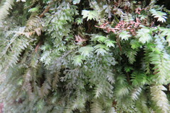 Hymenophyllaceae
