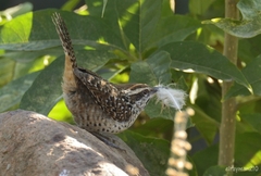 Campylorhynchus gularis