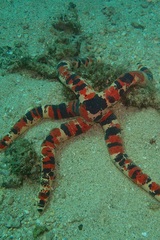 Leiaster