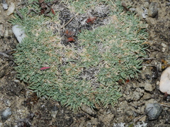 Agrostis muscosa