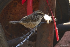 Campylorhynchus gularis