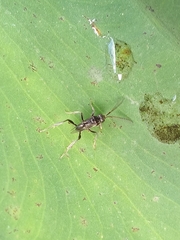 Evania appendigaster