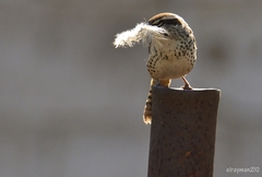 Campylorhynchus gularis