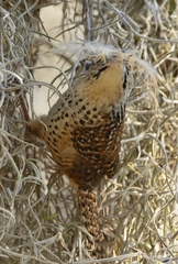 Campylorhynchus gularis