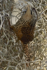 Campylorhynchus gularis