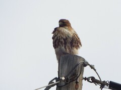 Buteo jamaicensis