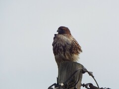 Buteo jamaicensis
