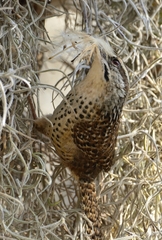 Campylorhynchus gularis