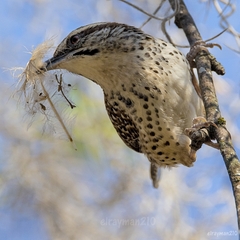 Campylorhynchus gularis
