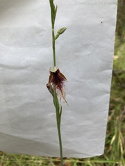 Calochilus gracillimus