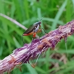 Sciomyzidae