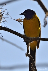 Icterus graduacauda